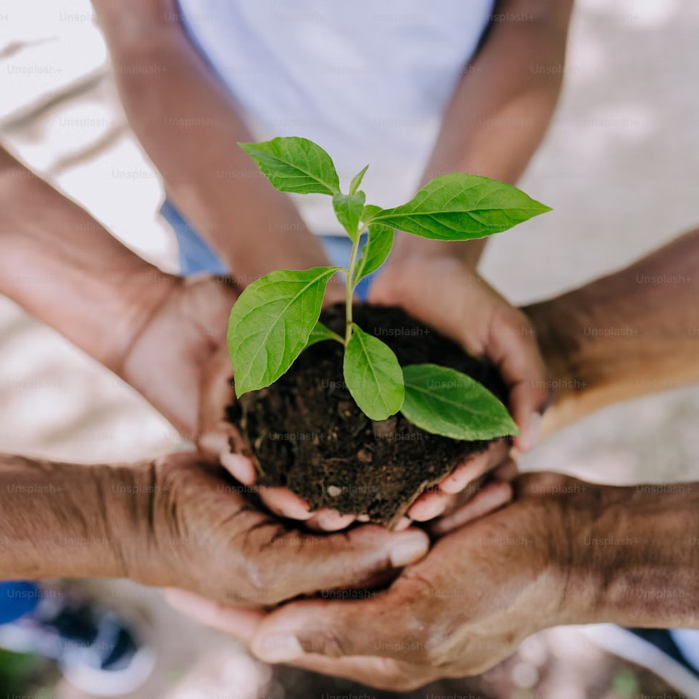 Tree planting activity
