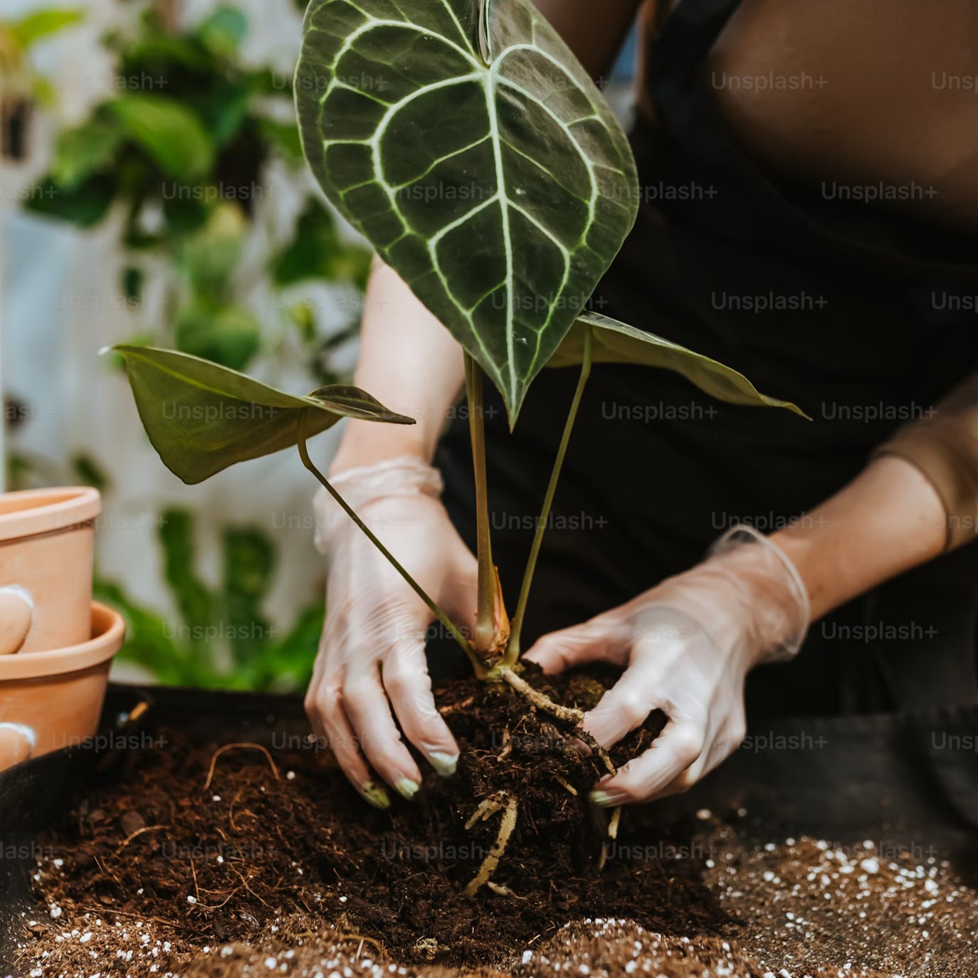 Tree planting activity